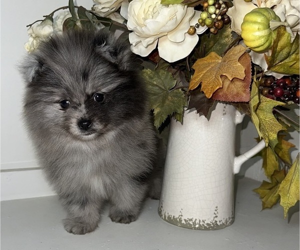 Medium Photo #1 Pomeranian Puppy For Sale in BAKERSFIELD, CA, USA
