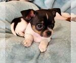 Small Photo #8 Chihuahua Puppy For Sale in MOUNT AIRY, NC, USA