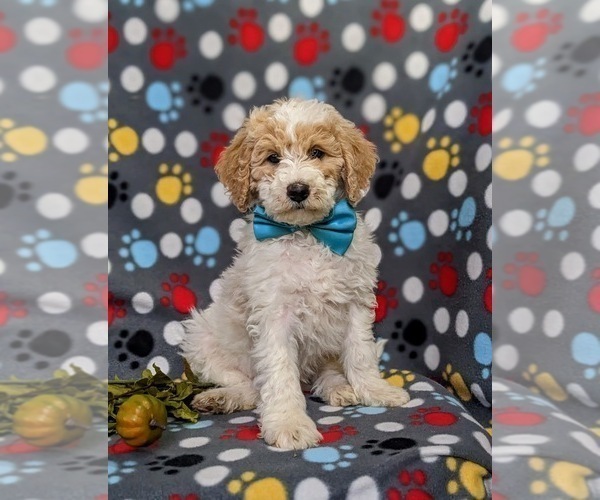 Medium Photo #3 Goldendoodle (Miniature) Puppy For Sale in GLEN ROCK, PA, USA