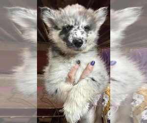 Pomsky Puppy for sale in WOODBURN, IN, USA