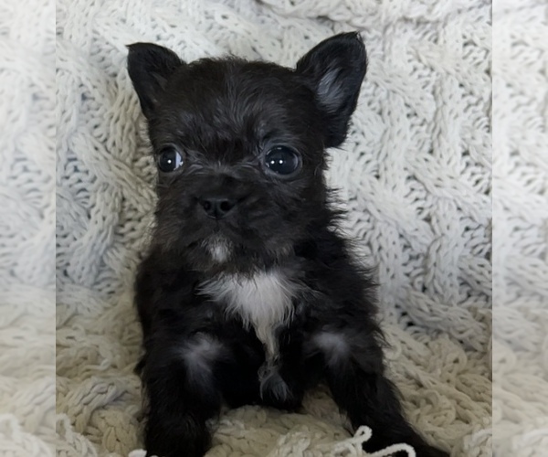 Medium Photo #8 French Bulldog Puppy For Sale in DENTON, MD, USA