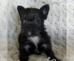 Small #7 French Bulldog