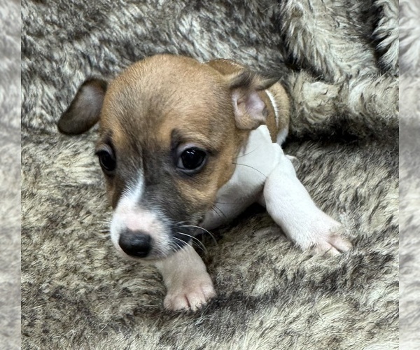 Medium Photo #6 Rat Terrier Puppy For Sale in WHITAKERS, NC, USA