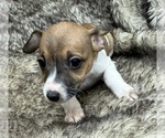 Small #5 Rat Terrier