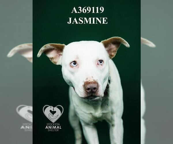 Medium Photo #1 Mutt Puppy For Sale in Stockton, CA, USA