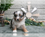 Small Photo #19 Miniature Australian Shepherd Puppy For Sale in BALTIC, OH, USA