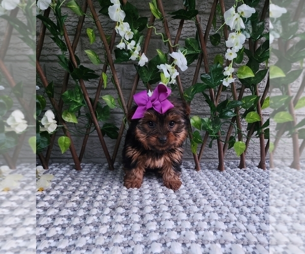 Medium Photo #6 Yorkshire Terrier Puppy For Sale in INDIANAPOLIS, IN, USA