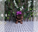 Small #5 Yorkshire Terrier