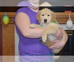 Small Photo #23 Golden Retriever Puppy For Sale in WEBSTER CITY, IA, USA