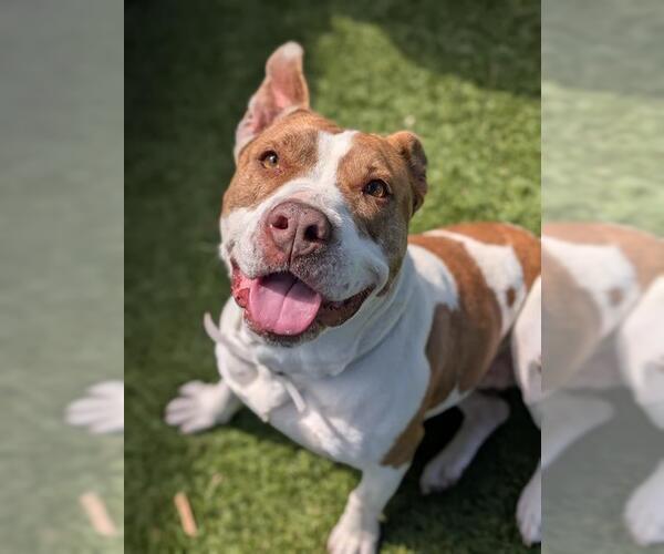 Medium Photo #2 German Shepherd Dog-Unknown Mix Puppy For Sale in Downey, CA, USA