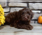 Small #3 Miniature Labradoodle