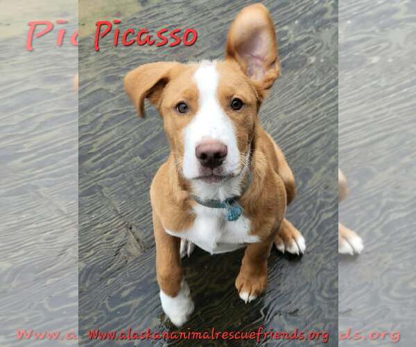 Medium Photo #1 Labrador Retriever-Unknown Mix Puppy For Sale in Anchorage, AK, USA