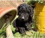Small Photo #10 Golden Retriever-Goldendoodle Mix Puppy For Sale in LEICESTER, NC, USA