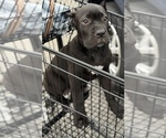 Small Photo #8 Cane Corso Puppy For Sale in ANDERSON, IN, USA