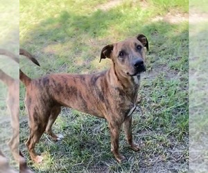 Aurora - Female Black Mouth Cur-Unknown Mix Dog for Adoption - Photo #2