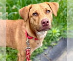 Small #11 Labrador Retriever Mix