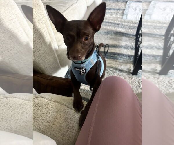 Medium Photo #5 Chihuahua-Unknown Mix Puppy For Sale in Princeton, MN, USA