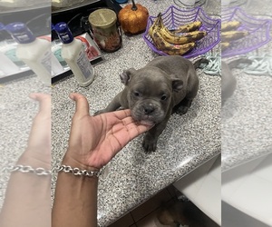 American Bully Puppy for sale in CHICAGO, IL, USA