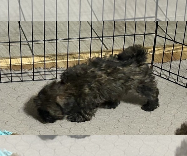 Medium Photo #5 Shih-Poo Puppy For Sale in GLOUCESTER, VA, USA