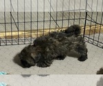 Martha - Female Shih-Poo Puppy for Sale - Photo #5