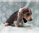 Small #12 Beagle