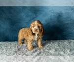 Puppy Reggie Cocker Spaniel