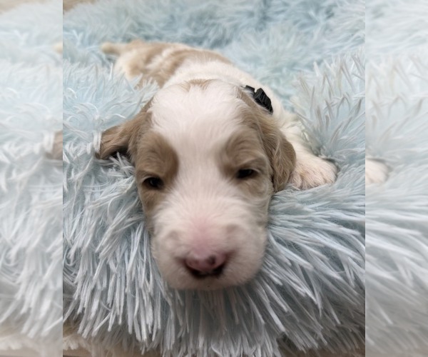 Medium Photo #14 Goldendoodle Puppy For Sale in PIERSON, FL, USA