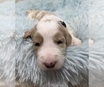 Small Photo #14 Goldendoodle Puppy For Sale in PIERSON, FL, USA