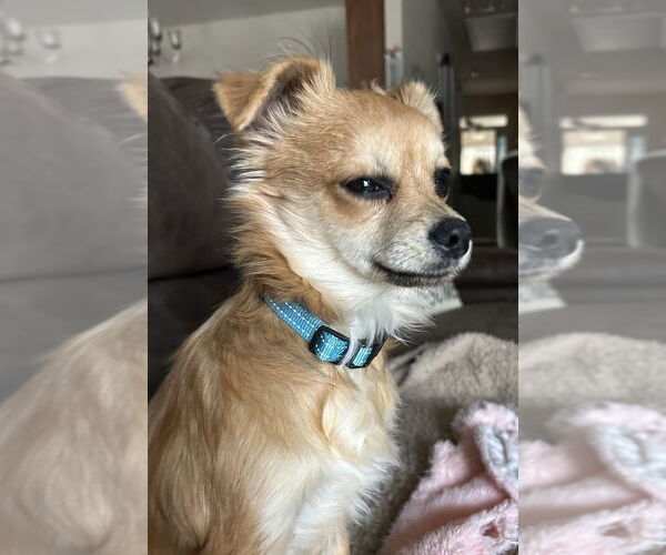 Medium Photo #3 Chiranian Puppy For Sale in Mooresville, NC, USA