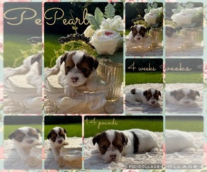 Yorkshire Terrier Puppy for sale in NACOGDOCHES, TX, USA
