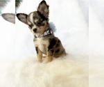 Small #8 Chihuahua