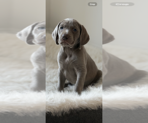 Weimaraner Puppy for Sale in SMITHTOWN, New York USA