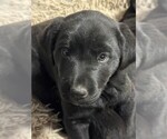 Small Borador