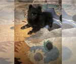 Small Photo #11 Pomeranian Puppy For Sale in PETERSBURG, VA, USA