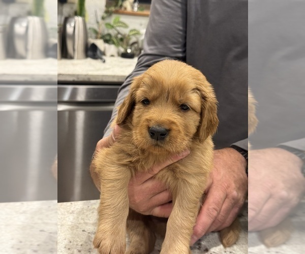 Medium Photo #9 Golden Retriever Puppy For Sale in GARDNERVILLE, NV, USA