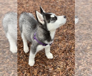 Siberian Husky Puppy for sale in LYNNWOOD, WA, USA