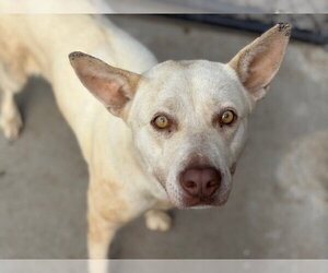 Labrador Retriever-Unknown Mix Dogs for adoption in Tulsa, OK, USA