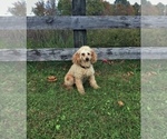 Small Photo #1 F2 Aussiedoodle Puppy For Sale in NORTH VERNON, IN, USA