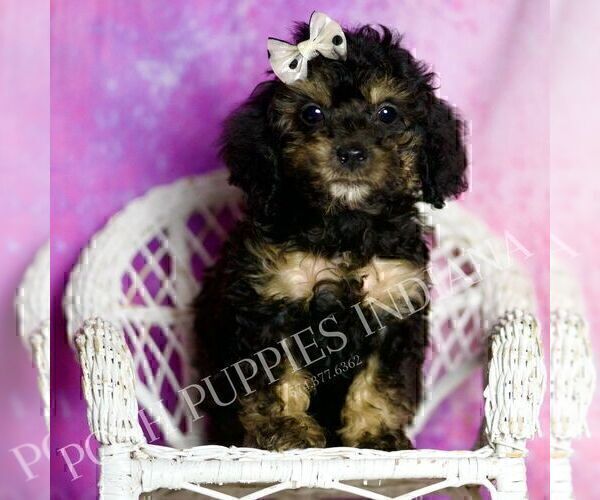 Medium Photo #1 Poodle (Toy) Puppy For Sale in WARSAW, IN, USA