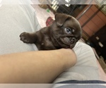 Small #8 Pug
