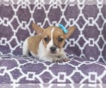 Small Photo #14 French Bulldog-Jack Russell Terrier Mix Puppy For Sale in LAKELAND, FL, USA