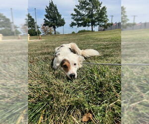 Border Collie Dogs for adoption in Pueblo West, CO, USA