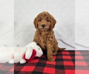 Goldendoodle (Miniature) Puppy for sale in GREENFIELD, IN, USA