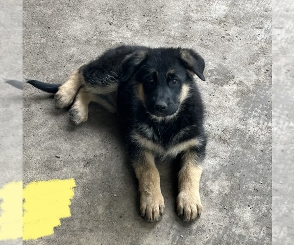 Medium Photo #5 German Shepherd Dog Puppy For Sale in ELKHART, IN, USA