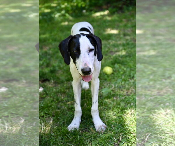 Medium Photo #7 Mutt Puppy For Sale in Wakefield, RI, USA