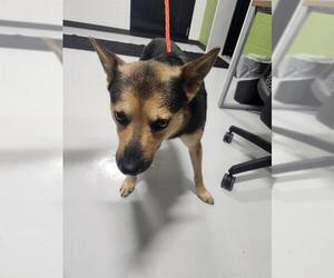 German Shepherd Dog Dogs for adoption in Temple, TX, USA