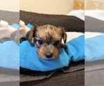 Small Photo #20 Yorkshire Terrier Puppy For Sale in ORLANDO, FL, USA