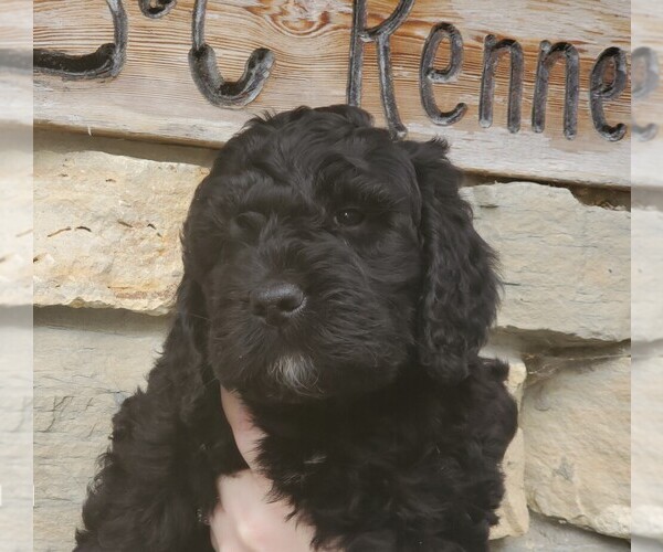 Medium Photo #4 Bernedoodle Puppy For Sale in CLARE, IL, USA