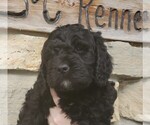 Small Photo #4 Bernedoodle Puppy For Sale in CLARE, IL, USA