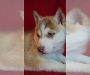 Siberian Husky Puppy for sale in FORT PLAIN, NY, USA